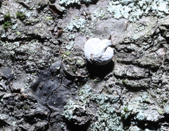 Porodisculus pendulus