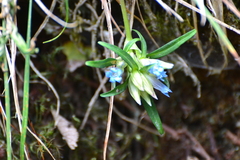 Gentiana davidii