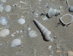 Turritella terebra