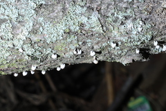 Porodisculus pendulus