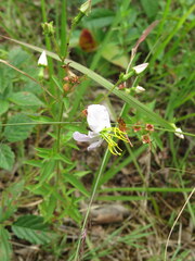 Rhexia mariana mariana