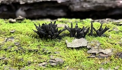 Xylaria longiana