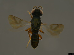 Lyciscidae
