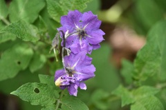 Solanum stoloniferum