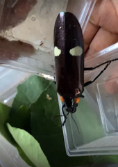 Megaloxantha bicolor
