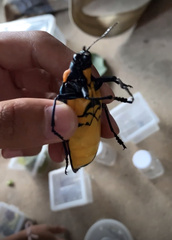 Megaloxantha bicolor
