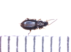 Bradycellus verbasci