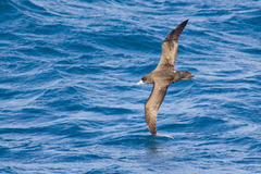 Procellaria aequinoctialis