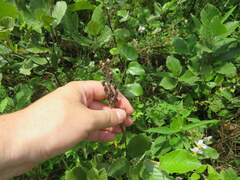 Stenanthium tennesseense