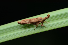 Hylicinae