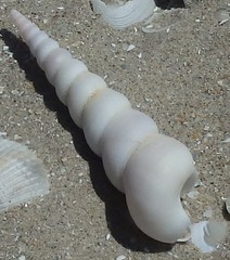 Turritella terebra