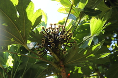 Osmoxylon pectinatum