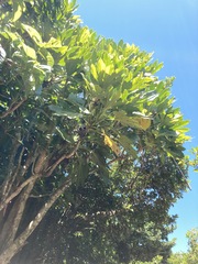 Osmoxylon pectinatum