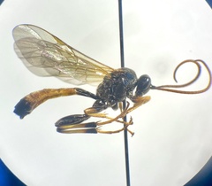 Cosmoconus nigriventris