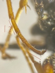 Cosmoconus nigriventris