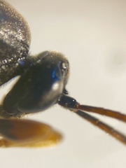 Cosmoconus nigriventris