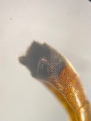 Cosmoconus nigriventris