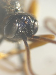 Cosmoconus nigriventris
