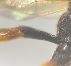 Cosmoconus nigriventris