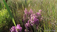 Erica chamissonis chamissonis