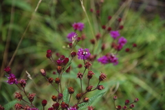 Vernonia acaulis