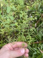 Rhexia mariana mariana