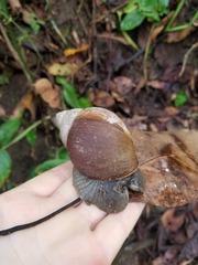 Megalobulimus oblongus