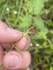 Rhexia mariana mariana