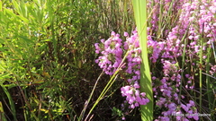 Erica chamissonis chamissonis