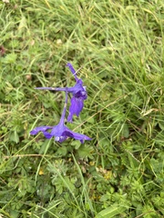 Delphinium caeruleum