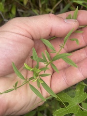 Rhexia mariana mariana