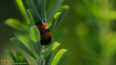 Physosmaragdina nigrifrons