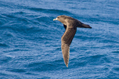 Procellaria aequinoctialis