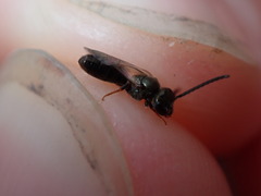 Lasioglossum imitatum