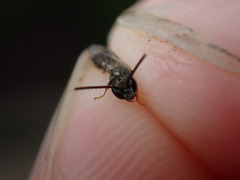 Lasioglossum imitatum
