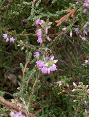 Andrena fuscipes