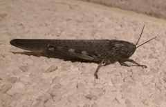 Anacridium aegyptium