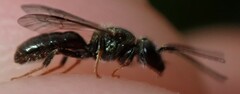 Lasioglossum imitatum
