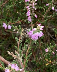 Andrena fuscipes