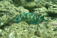 Calotomus viridescens