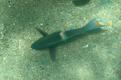 Scarus fuscopurpureus