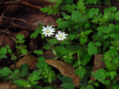 Stellaria corei