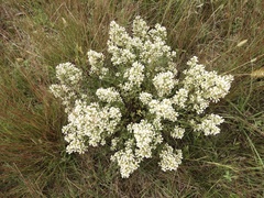 Baccharis linearifolia