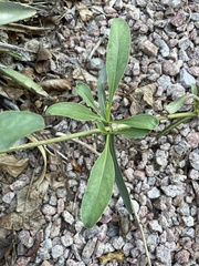 Penstemon parryi
