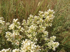 Baccharis linearifolia