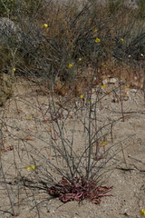 Eulobus