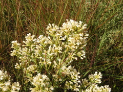 Baccharis linearifolia