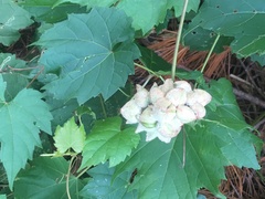 Ampelomyia vitiscoryloides