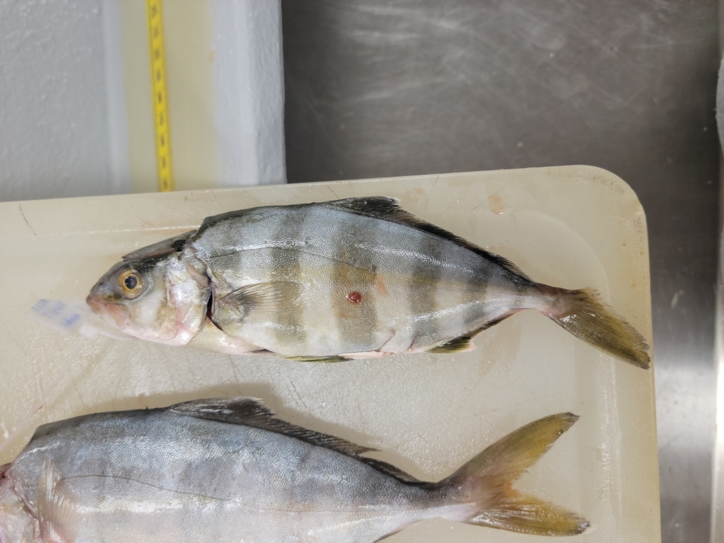 Banded Rudderfish