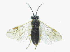 Anoplonyx destructor